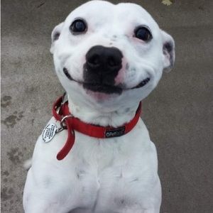 Meet your Posher, Harper